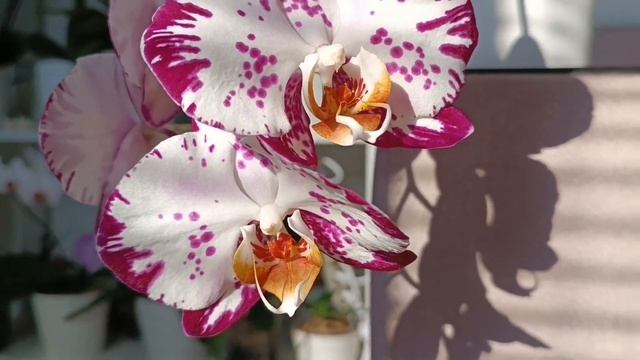 ПОТРЯСАЮЩЕЕ цветение ОРХИДЕЙ под чарующую музыку 💕✨ смотреть онлайн