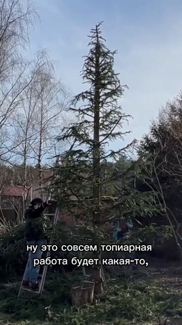 Формирование ели обыкновенной, 8 метров. Часть 4 смотреть онлайн
