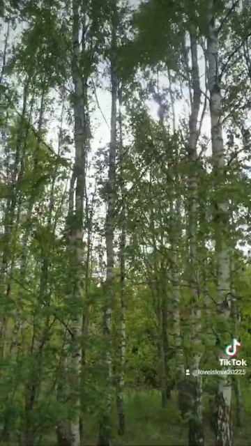 Белая береза Я тебя люблю. Берёзы Эстония 21.05.2022 смотреть онлайн