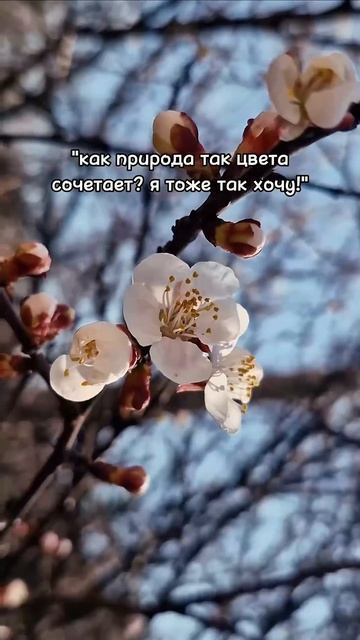 тгк: шкатулка с приятностями 🌿 #природа #весна #цветы # смотреть онлайн