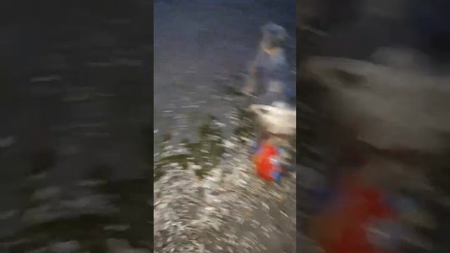 #yorkshire Мальва 🌺 і Море і М'ячик і Медузка смотреть онлайн