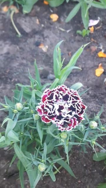 Жизнь в деревне 😉😉😉 гвоздика смотреть онлайн