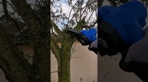 Жаль, но решился убрать облепиху. Дача как хобби.
