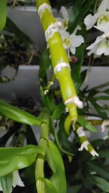 Dendrobium Nobile orchid in bloom. January #orchid #дендробиумнобиле #дендро? смотреть онлайн