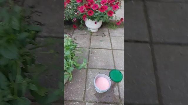 #тайдал #петуния #стрижка #подкормка смотреть онлайн