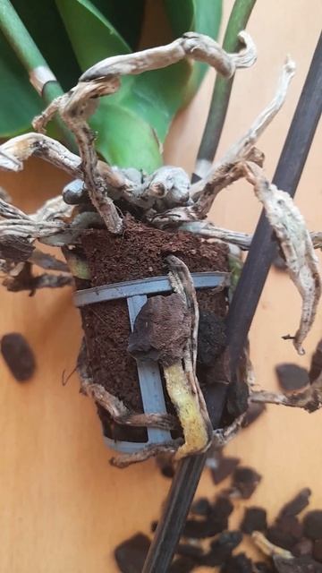 Орхидея, реанимация. смотреть онлайн