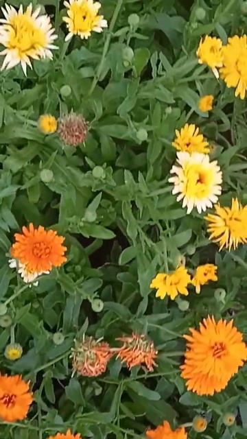 #пеларгониисортовые #пеларгонии #flowers #герань #trending #пр? смотреть онлайн