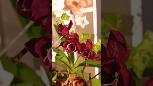 Моя НОВИНКА 😍❤️🔥❤️ #орхидеи #цветы #релакс #орхид смотреть онлайн