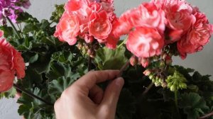 #38. Pelargongaragets ZA Novis Hanna начало цветения 3 июля 2024 года.