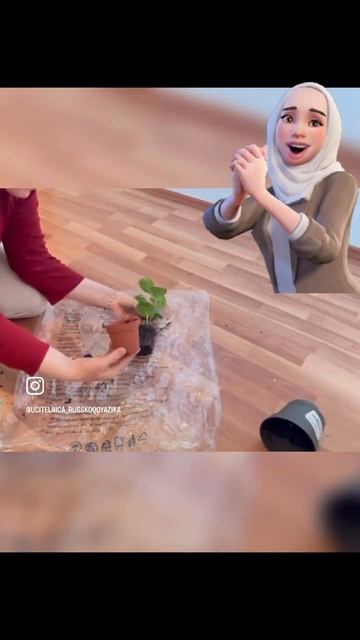 Монстерра Дубиа и Пеперомия вариегатная.🪴 #plants #flowers #g смотреть онлайн