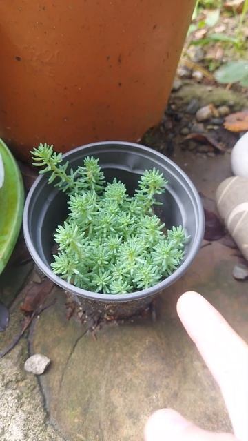 седум на Авито смотреть онлайн