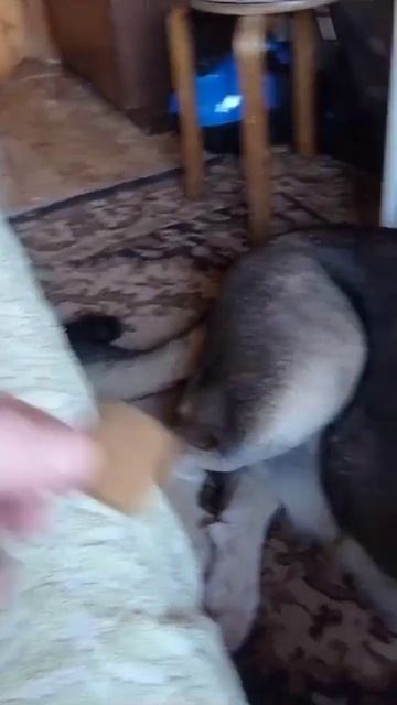 Алабай ест корм только с рук смотреть онлайн