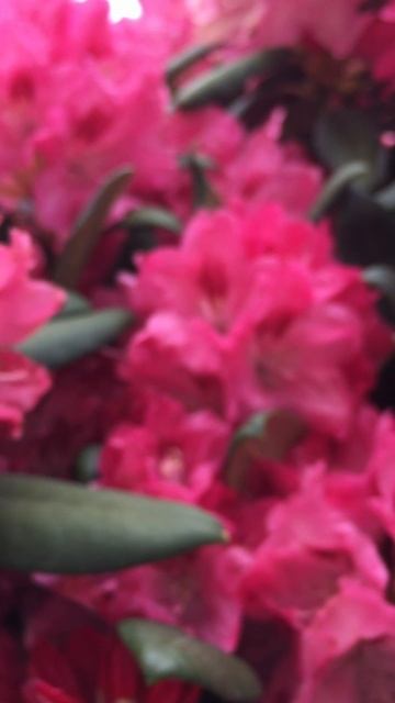 Розовое смотреть онлайн