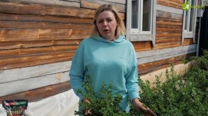 Крыжовник покрылся белым налетом?! Срочно обработайте