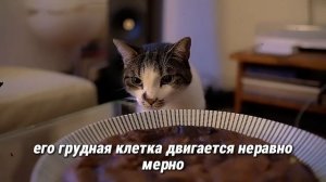 КАК КОШКИ ПРОЩАЮТСЯ ПЕРЕД СМЕРТЬЮ? | КАК УЗНАТЬ, УМИРАЕ