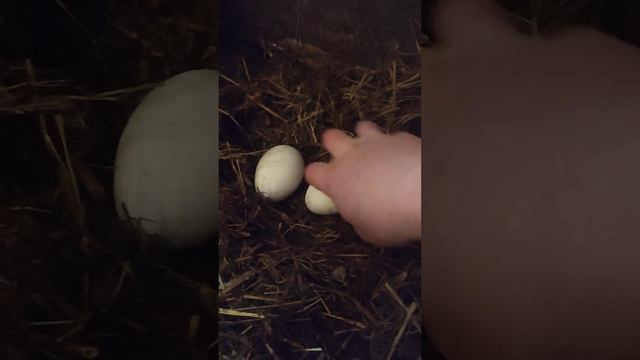 Ворую яйца🥚 у гусей 🪿 смотреть онлайн