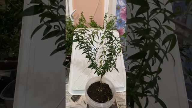 #Мирт обрезка веток🌿🌱. 2 смотреть онлайн