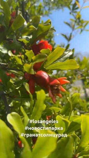 #losangeles #новостипарка #гранат #солнцурад смотреть онлайн