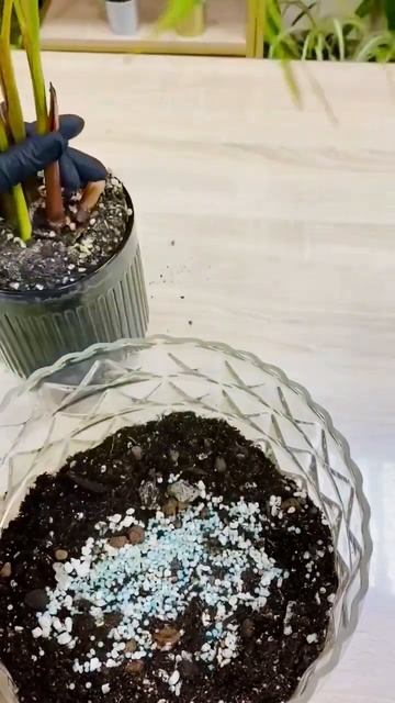 Цветы в стекле🌿 Хамедорея смотреть онлайн