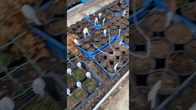 11.01.25 г. Аномальное тепло. Саженцы гортензии во льду 🤦? смотреть онлайн