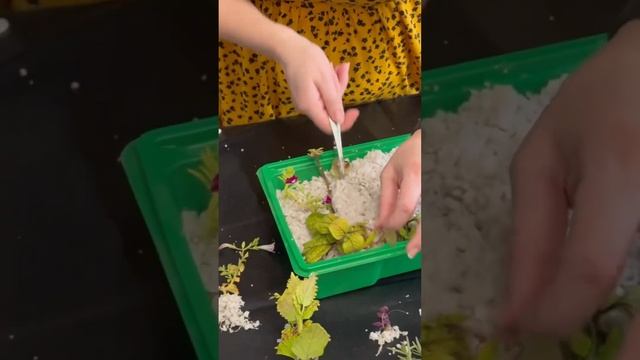 Работающий способ укоренения черенков! смотреть онлайн