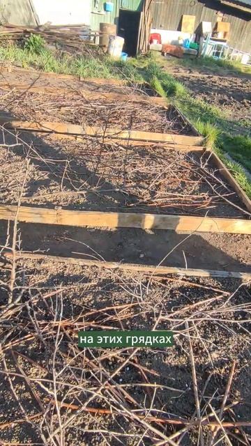 Чтобы кошки не копали грядки. #грядки #органическоезем смотреть онлайн