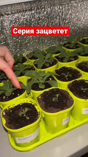 Не сажайте как я!Делайте как хотите, ну а я любуюсь рез? смотреть онлайн