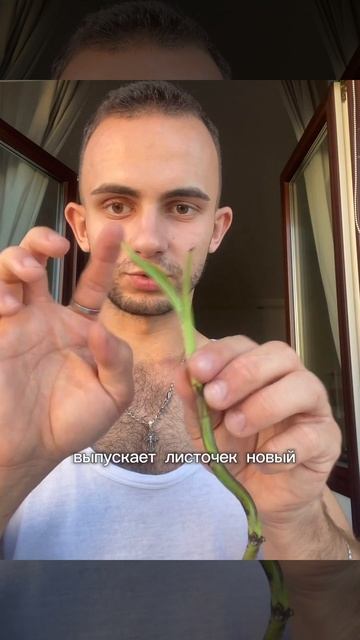 Монстера - укоренение #комнатныерастения #растения смотреть онлайн
