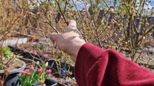 1000008845.mp4Как не дать погибнуть голубике в контейнерах,какой объем контейнера необходим .