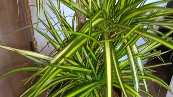 Распаковка Драцена Санрайз Sunray снова