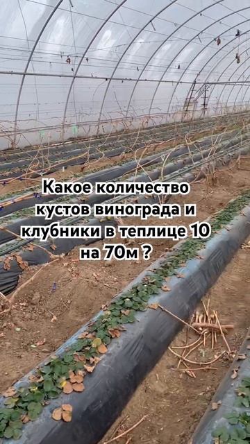 Клубника в теплице. Виноград в теплице. Сколько кустов смотреть онлайн