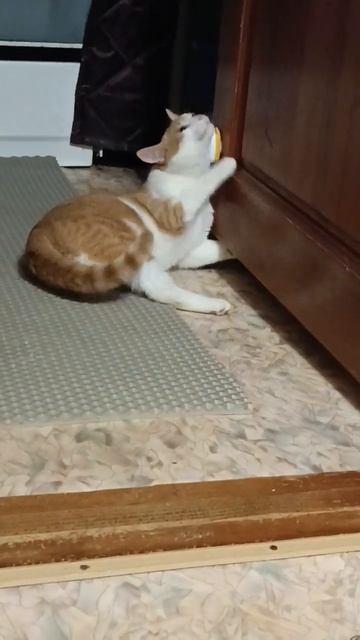 кошачья мята #cat смотреть онлайн