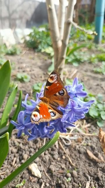 дожили до весны... #весна #бабочка #гиацинты #красота #цв смотреть онлайн