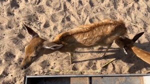 Tiny Zoo на пляже Доклет (Нячанг) – мини-зоопарк I Nha Trang Beach