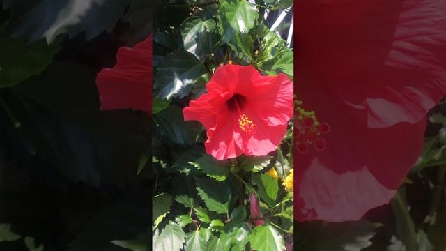 Медитация. Музыка для медитации. #медитация #цветы #лет смотреть онлайн