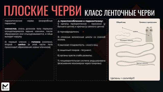 Черви для ЕГЭ по биологии / Плоские, круглые и кольчаты смотреть онлайн