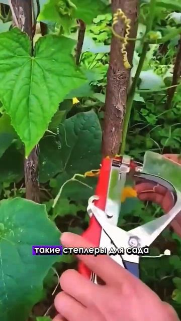 😱 Наконец-то не нужно будет подвязывать овощи руками, смотреть онлайн