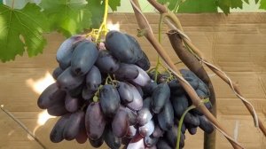 Виноград Рембо.  Обзор сорта.