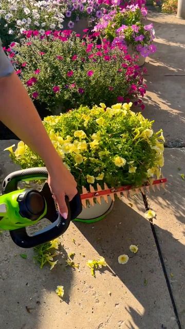 Модельная для петунии #flowers #garden #love #петуния #gardening #пет? смотреть онлайн