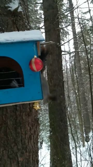 Белочка с негодованием проверила игрушки и села есть ? смотреть онлайн