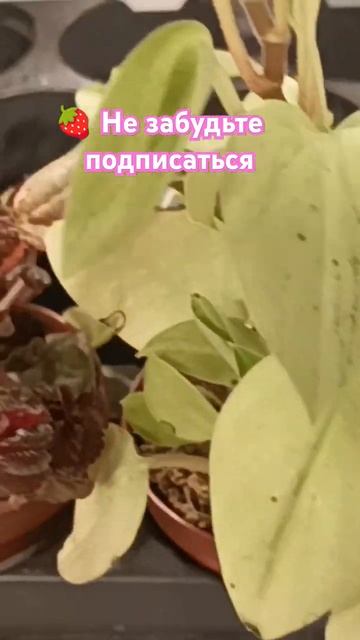 🌱💝🌿 Магазинные цветы #растения #домашниецветы #рек? смотреть онлайн