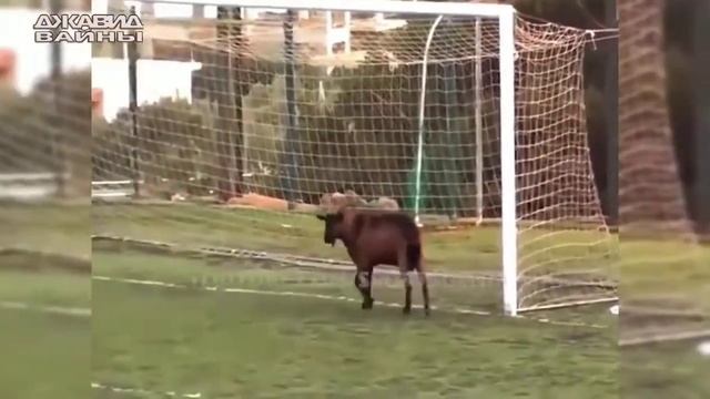 Озвучка про футбол 😂 от Джавида смотреть онлайн