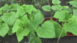 Чем подкормить рассаду огурцов, чтобы они окрепли?