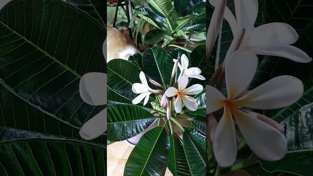 Цветение плюмерии и кот смотреть онлайн