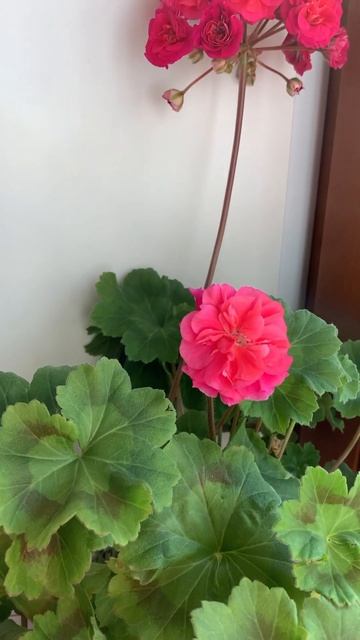 Пеларгония Византия, мартовское цветение смотреть онлайн