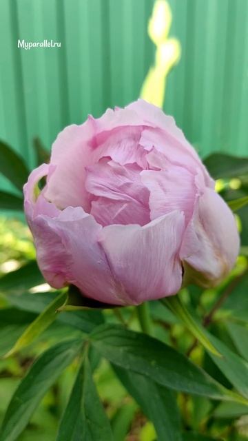 Древовидный пион смотреть онлайн