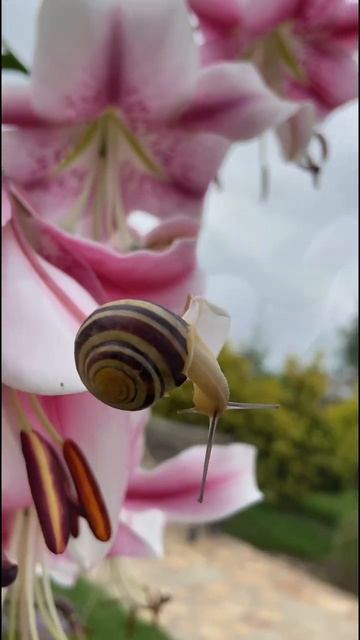 А вы знали, что в христианстве лилия - это символ чисто? смотреть онлайн