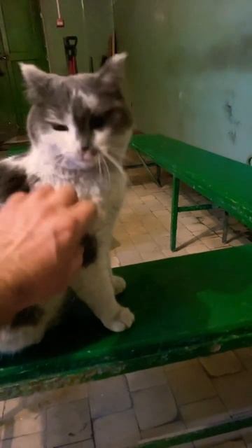 Кошка не стала мириться смотреть онлайн