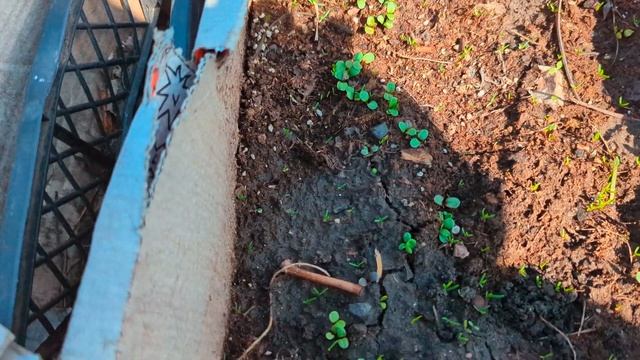 ПОСАДИЛА БОРДЮР із САМШИТІВ🌿, результати зимового по смотреть онлайн