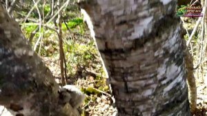 Сбор дикоросов в тайге Хабаровского края, 1ч, черемша, Лимонник Китайский, Чага, и многое другое!